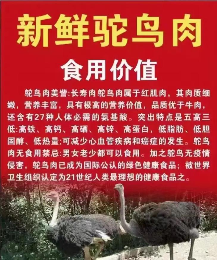 养鸵鸟抖音什么音乐