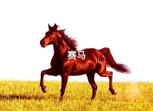 抖音最强赛马是什么
