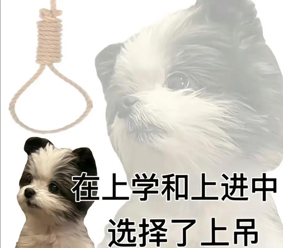 抖音上学什么意思