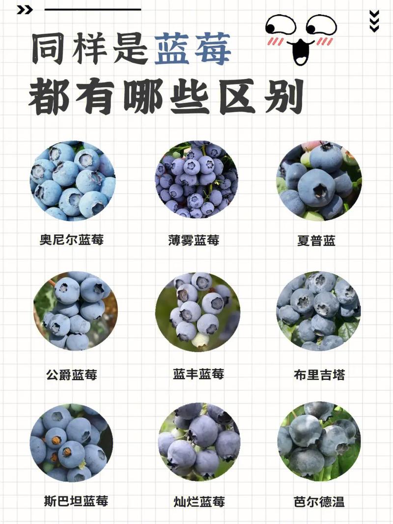 蓝莓抖音号叫什么