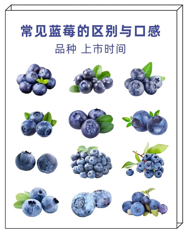蓝莓抖音号叫什么