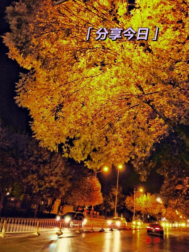 落叶心什么歌抖音