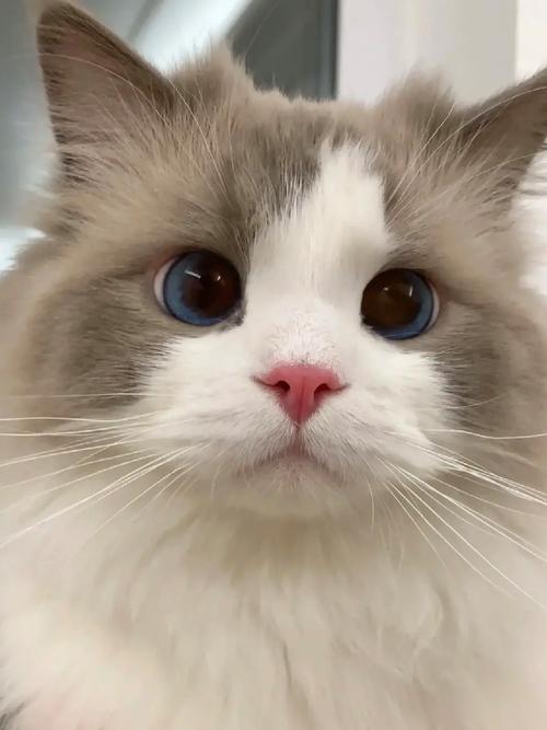 抖音什么猫容易火