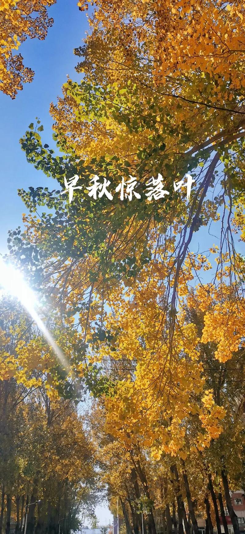 落叶心什么歌抖音