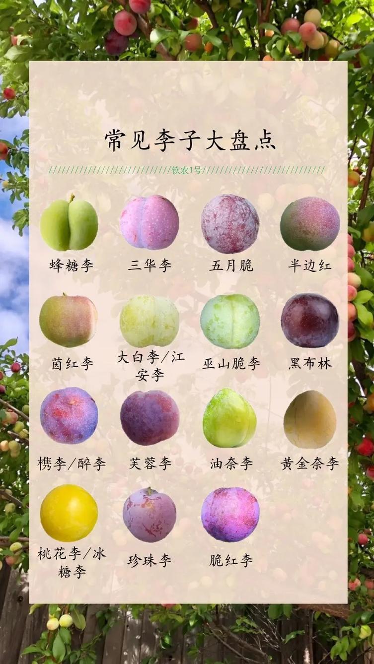 抖音李仔叫什么