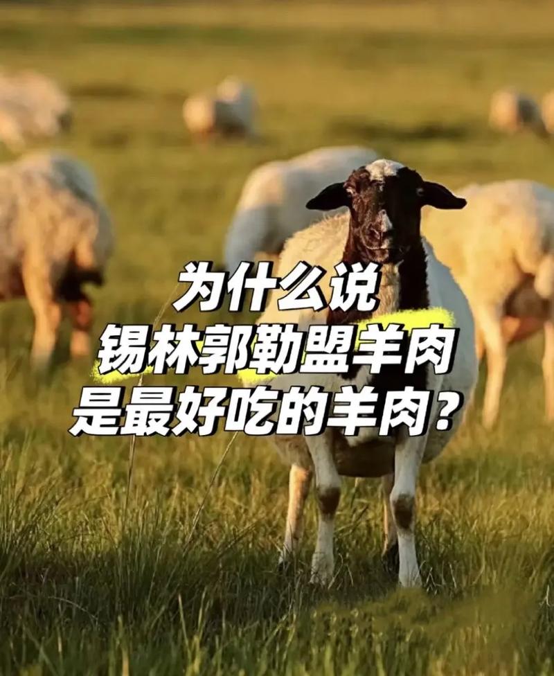 抖音为什么好卖羊肉