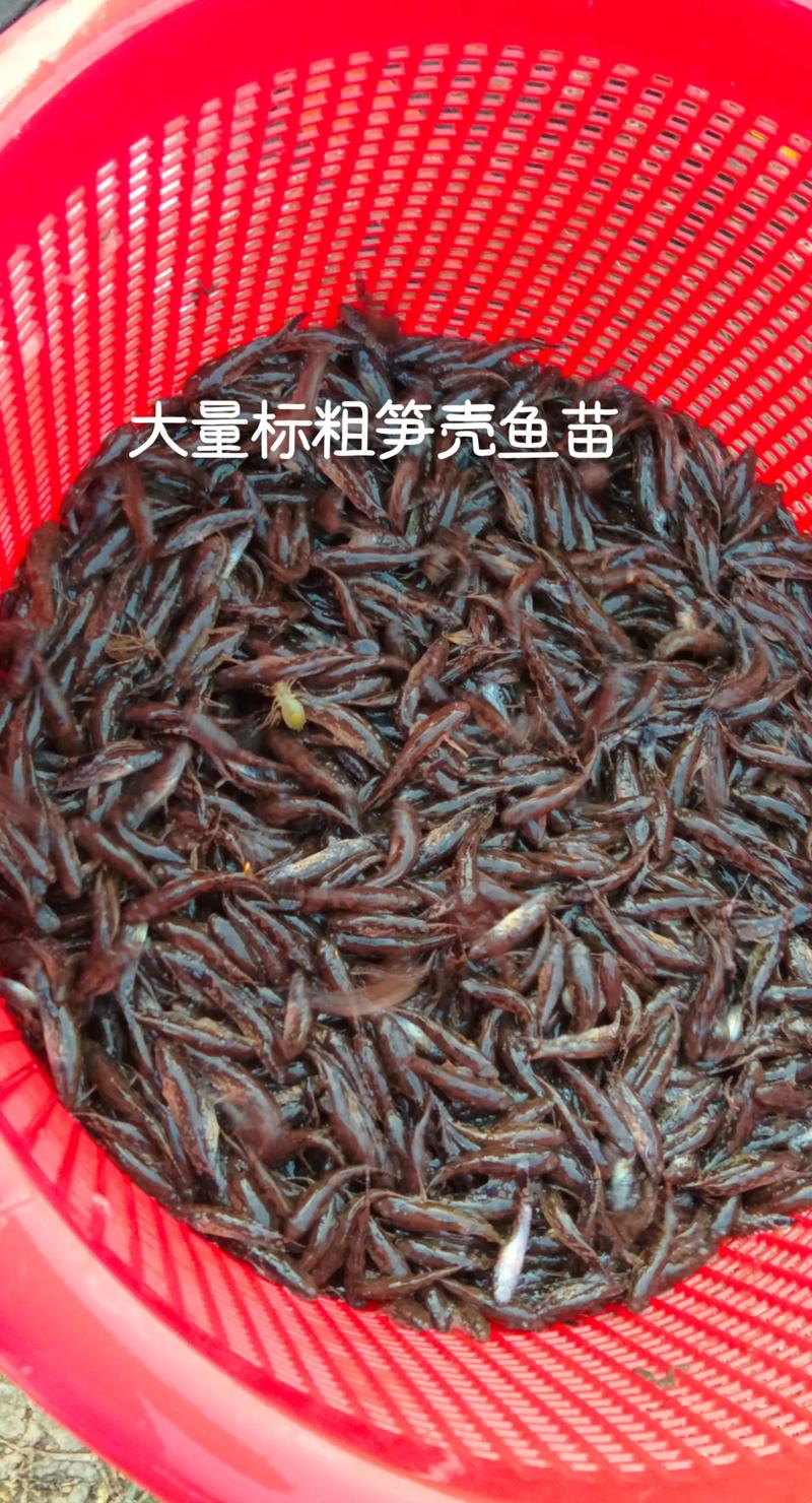抖音鱼苗是什么类目