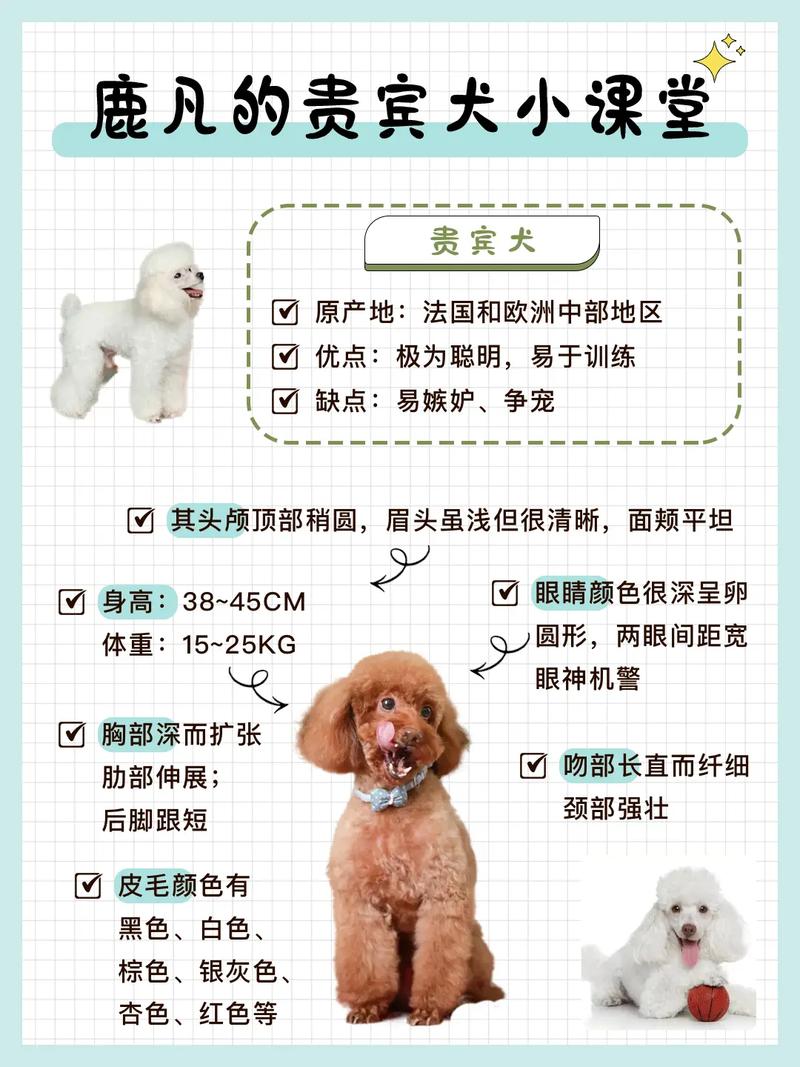 抖音贵宾权益是什么