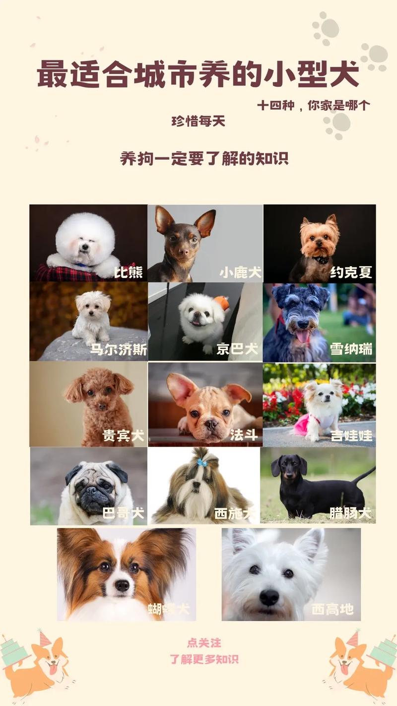 抖音贵宾权益是什么