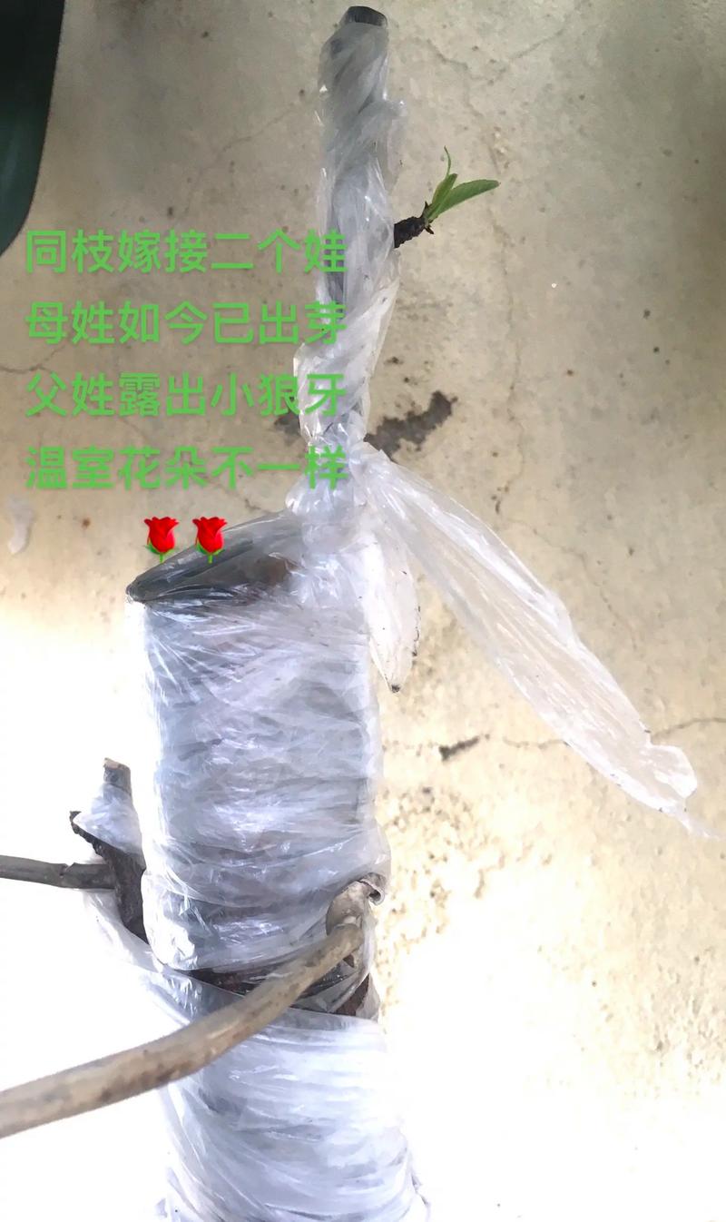 抖音嫁接链接是什么