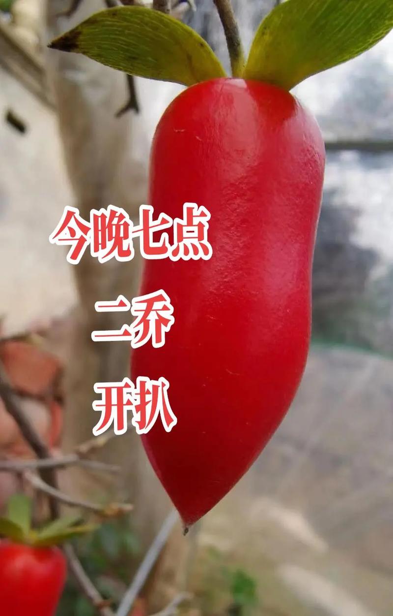 抖音昵称柿子是什么