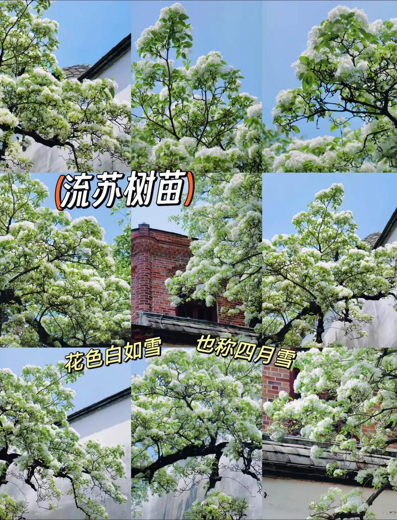 抖音流苏什么意思