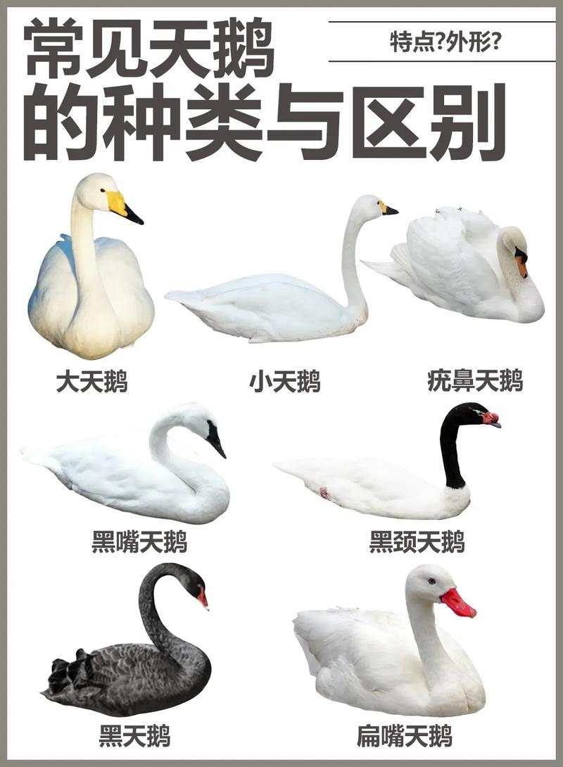 抖音天鹅大概什么价位
