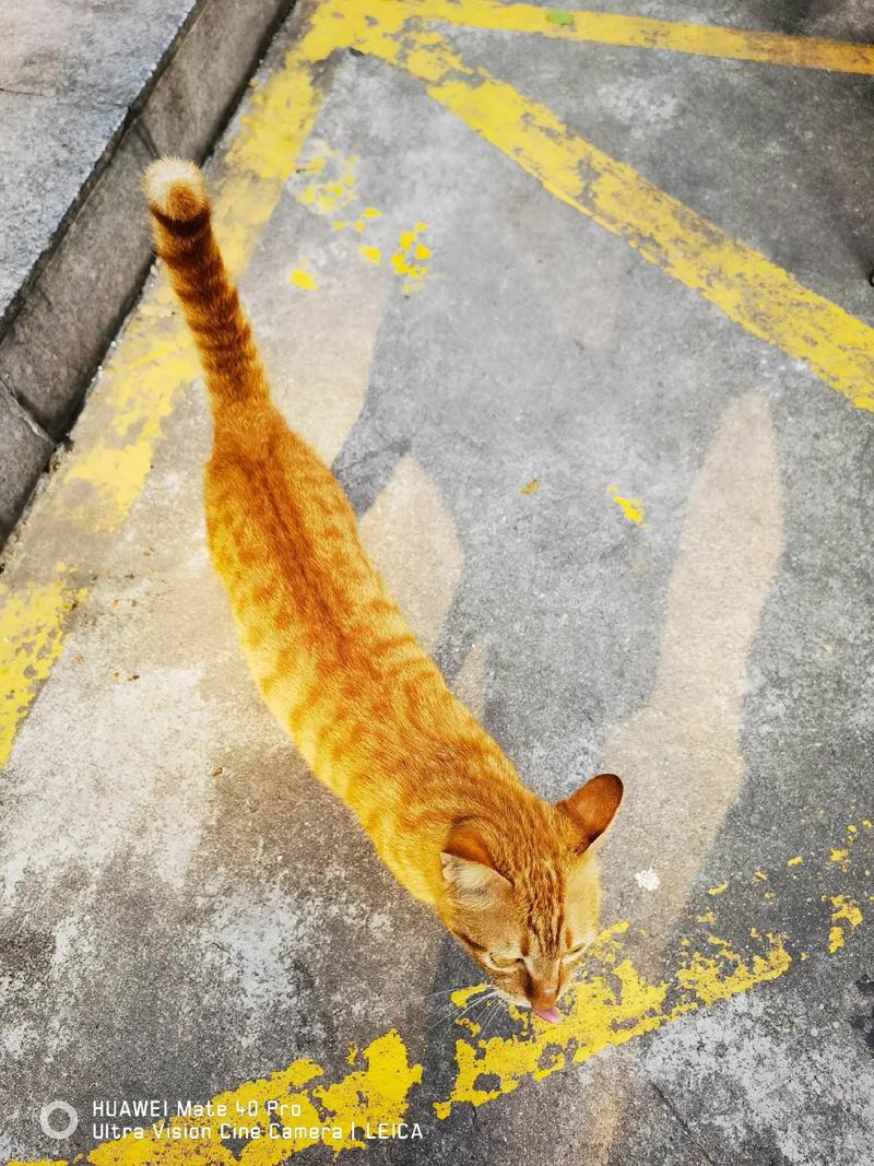 猫咪拍什么抖音好