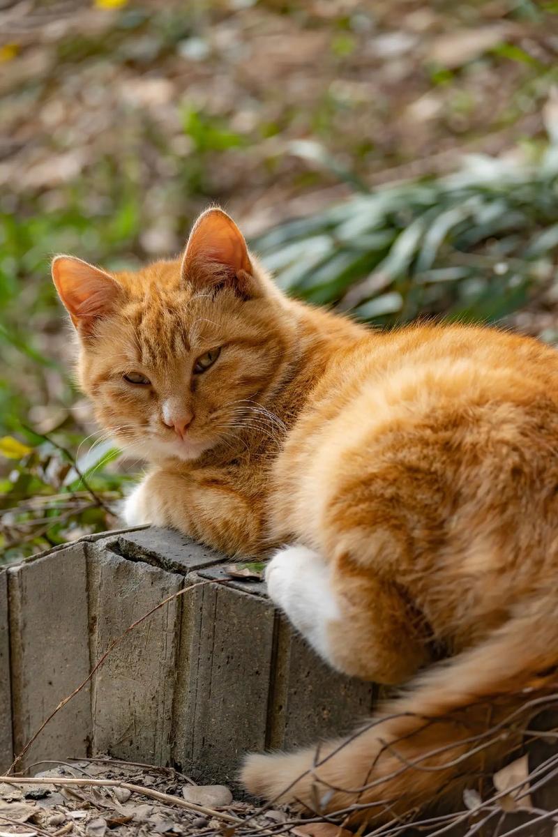 猫咪拍什么抖音好