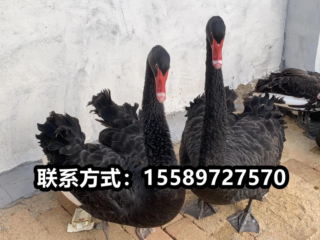 抖音天鹅大概什么价位