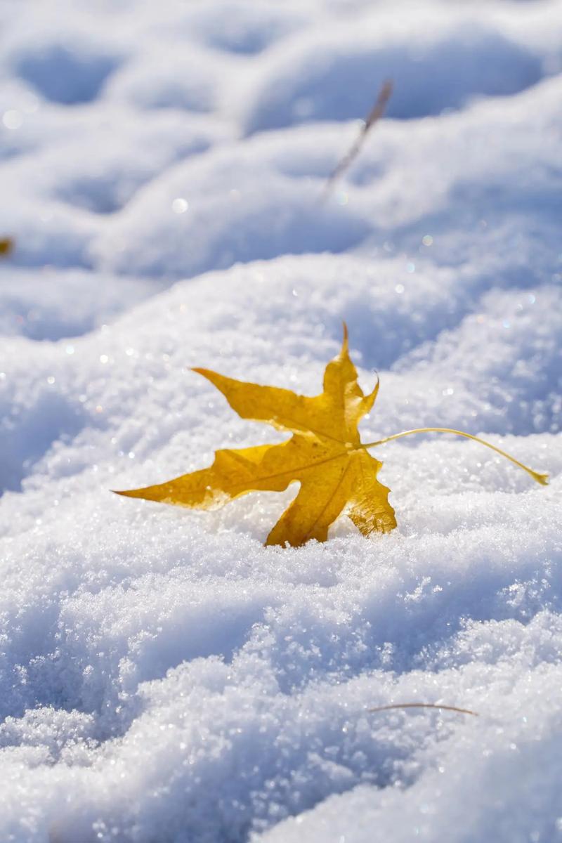 下雪应该拍什么抖音