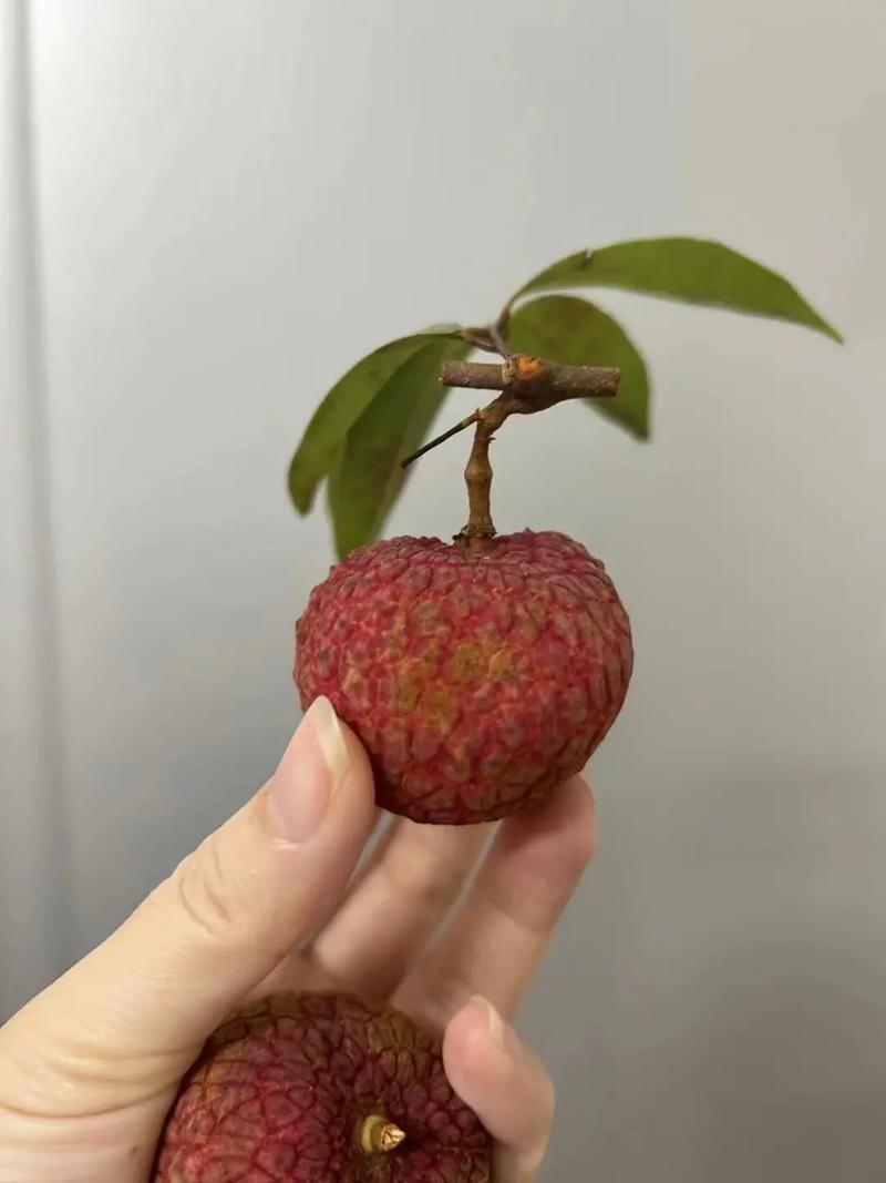 荔枝抖音号是什么
