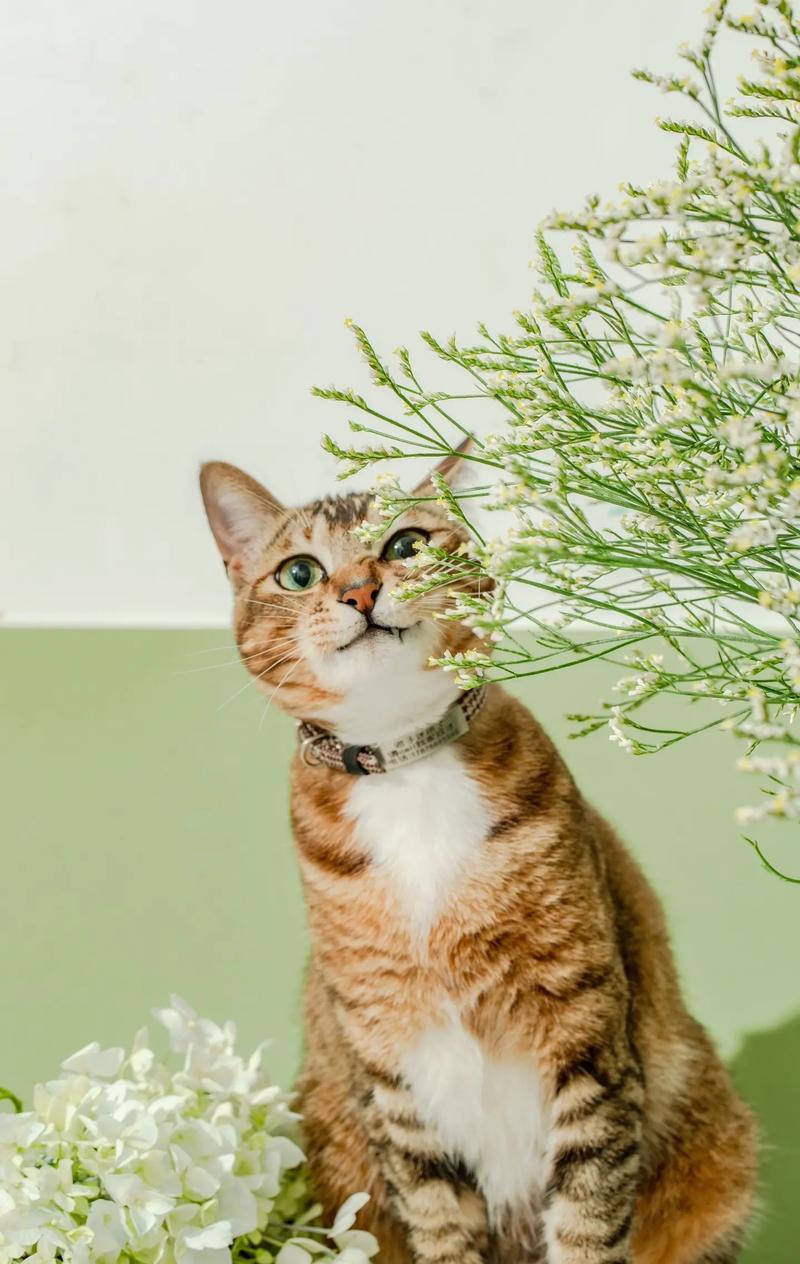猫咪拍什么抖音好
