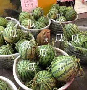 抖音大瓜什么梗