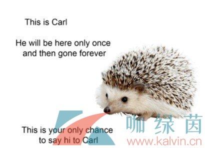 抖音刺猬什么意思