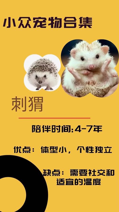 抖音刺猬什么意思