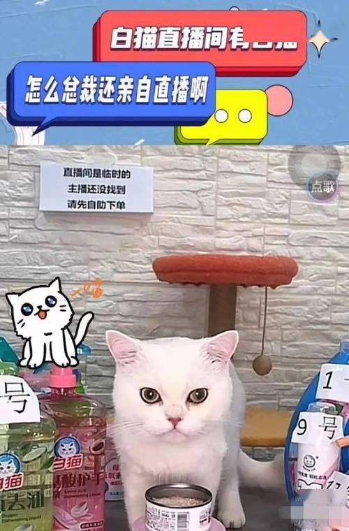 猫猫耶24小时自助下单网站