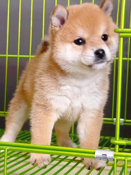 dnf柴犬