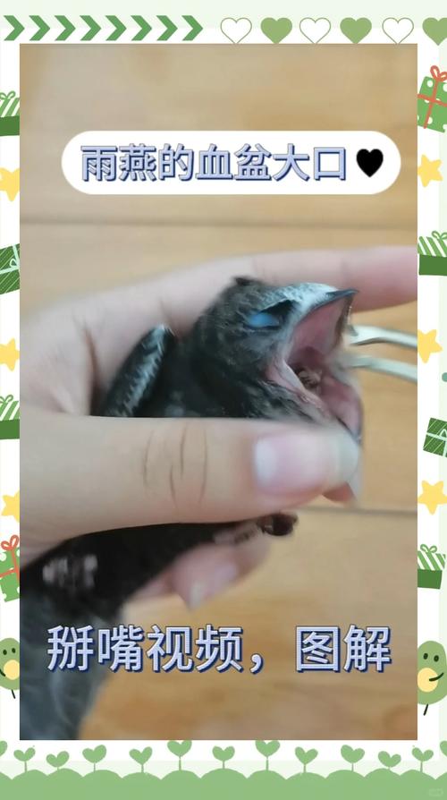 怎么喂小鸟
