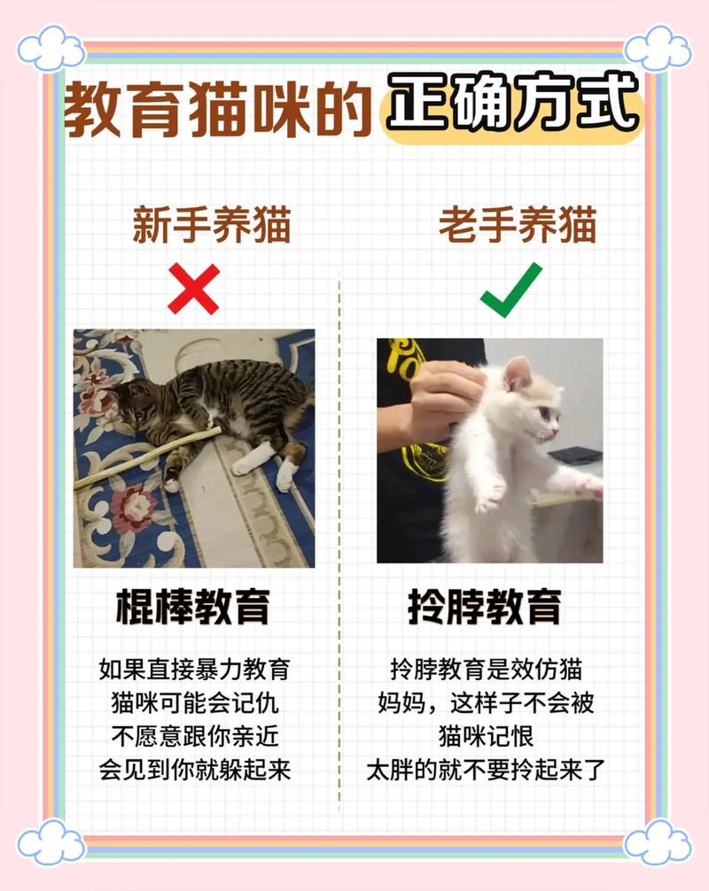 怎么教训猫