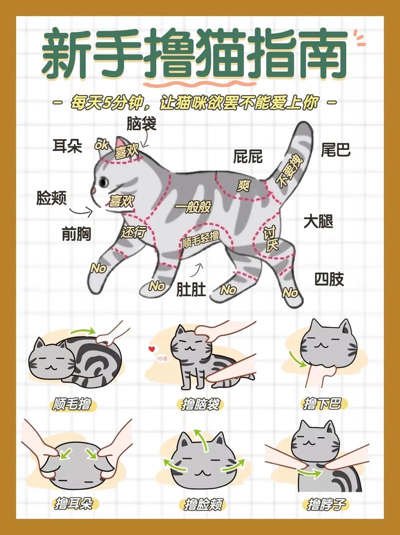 怎么教训猫
