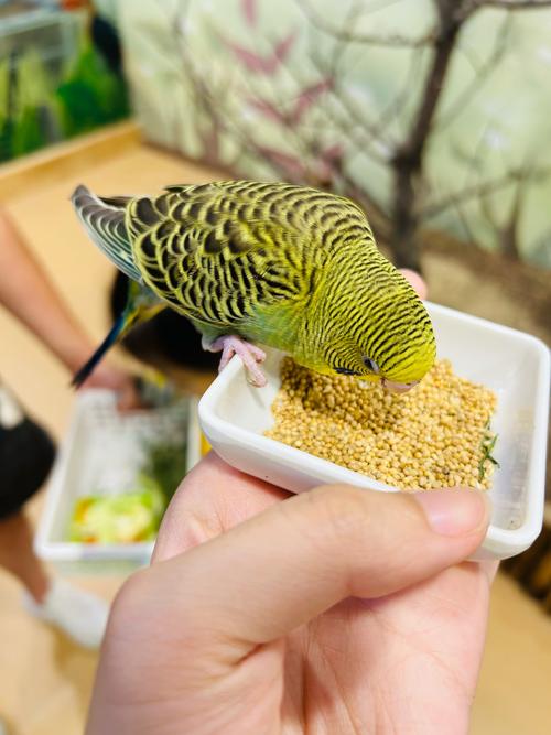 小鸟怎么喂食