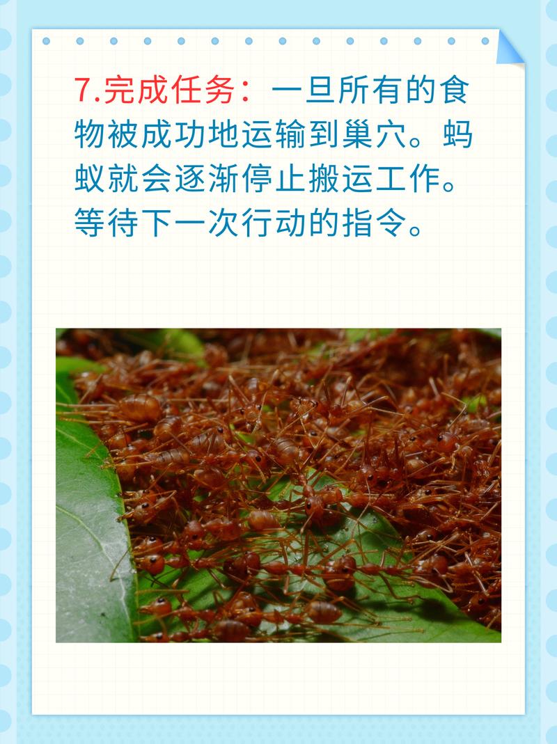 蚂蚁怎么回家