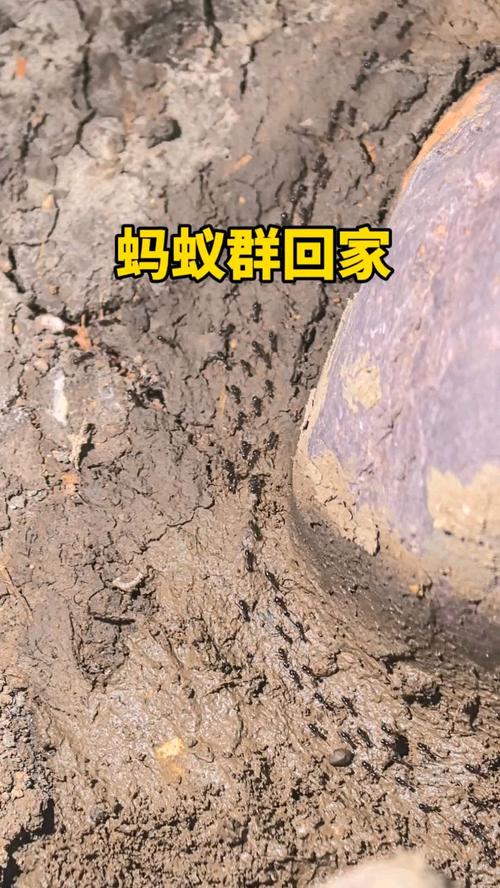 蚂蚁怎么回家