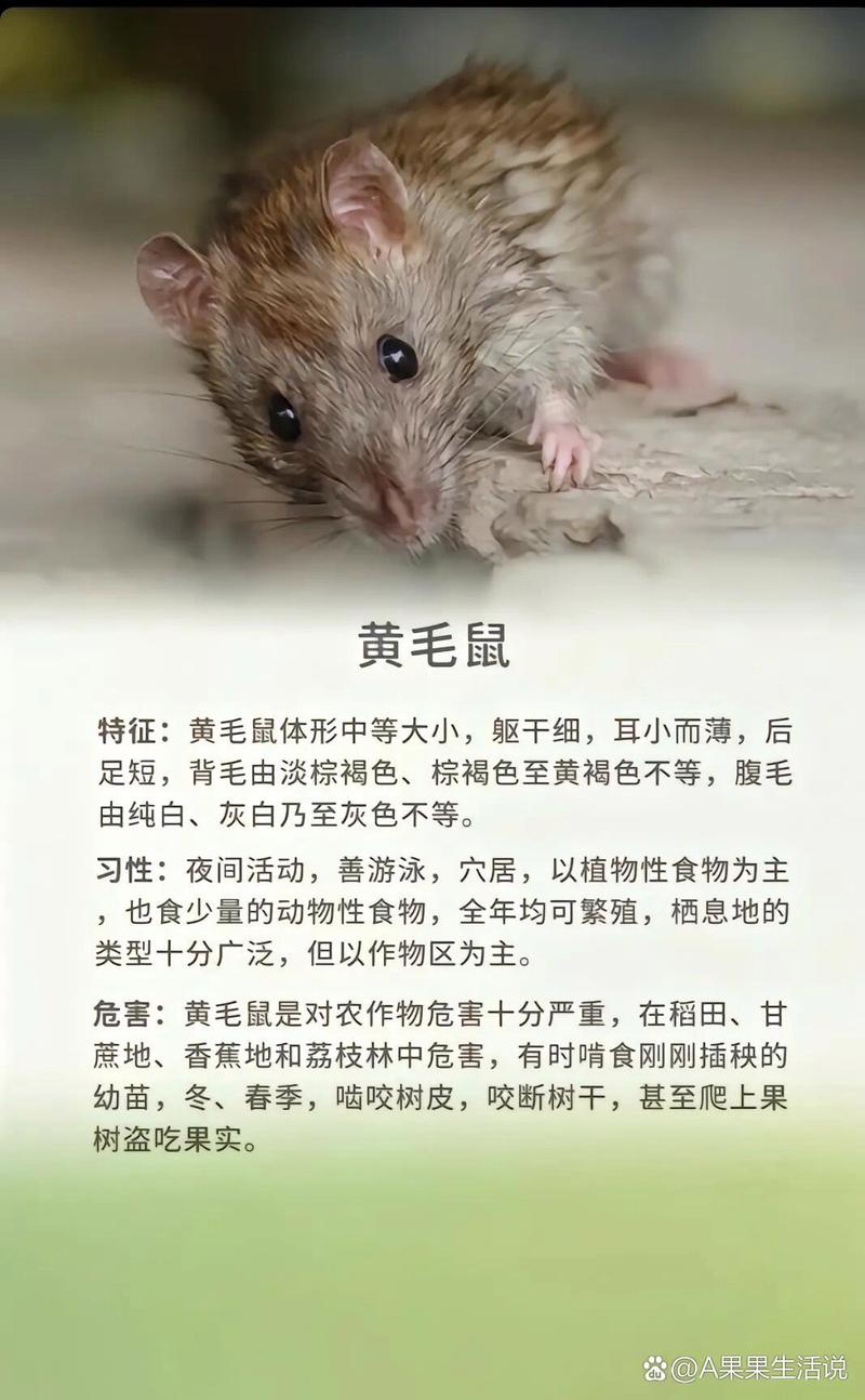 家里老鼠怎么抓