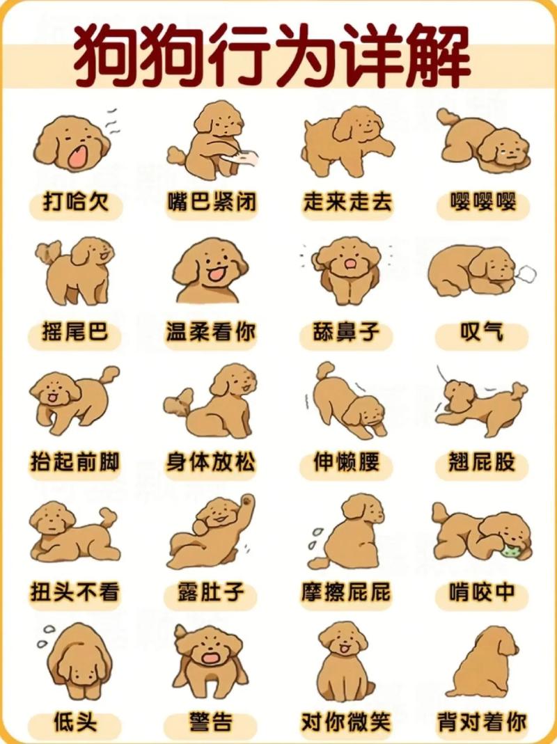 怎么逗狗狗玩