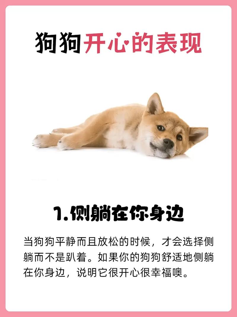怎么哄狗狗开心