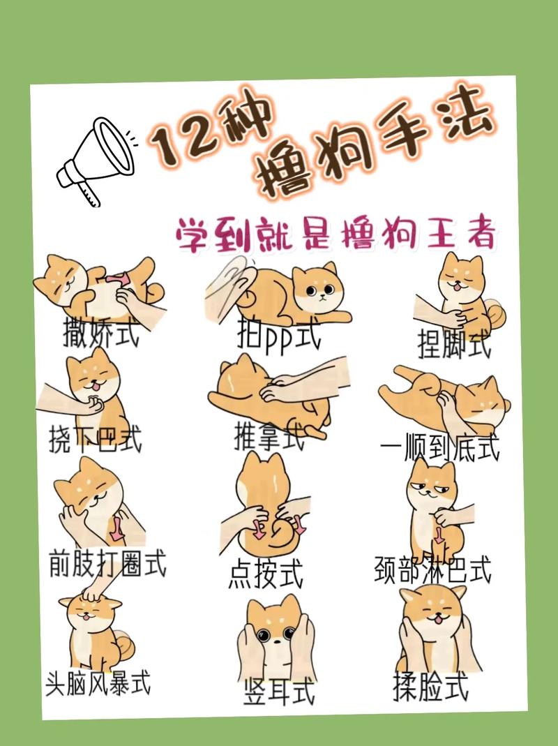 怎么逗狗狗玩