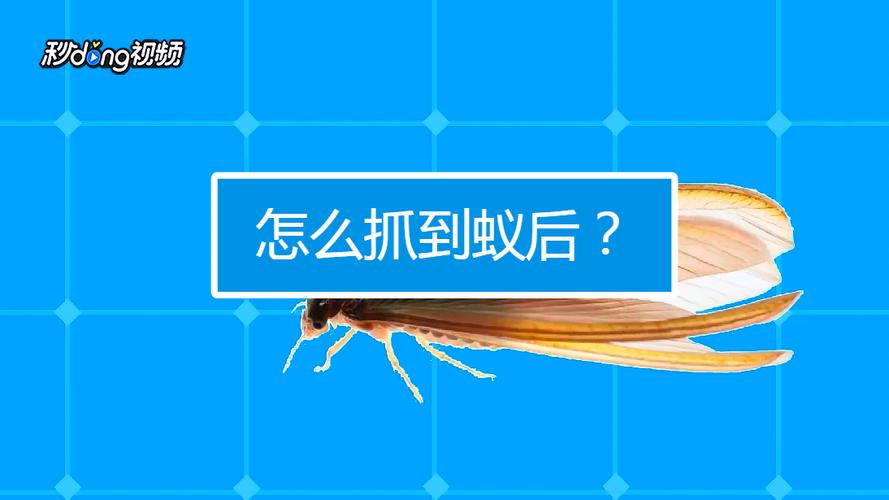怎么找蚁后
