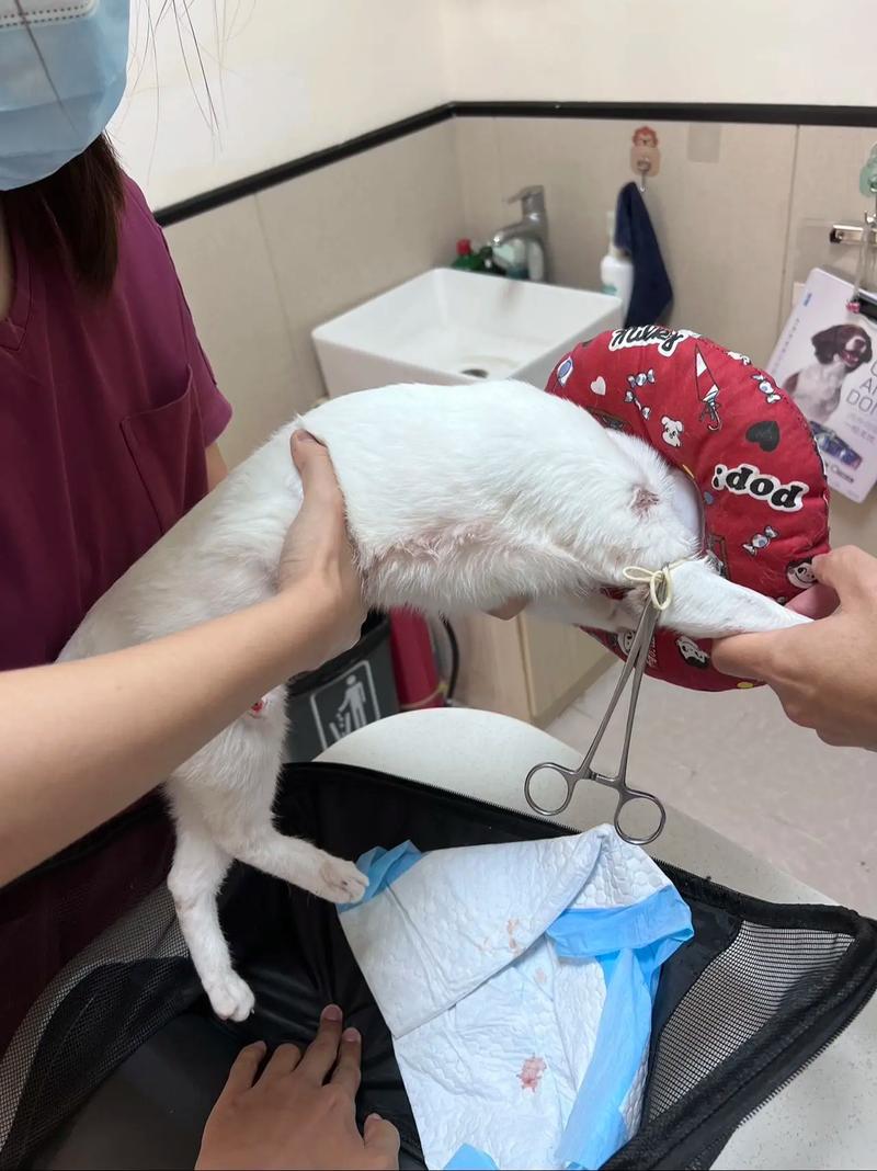 小猫骨折了怎么办