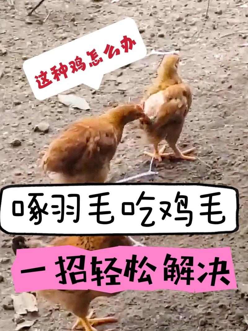 怎么叼鸡