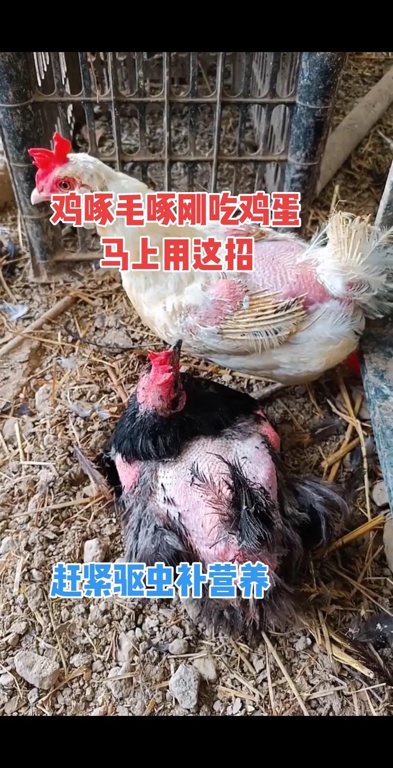 怎么叼鸡