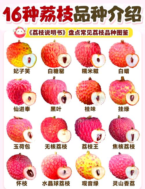 怎么操作荔枝软件教程