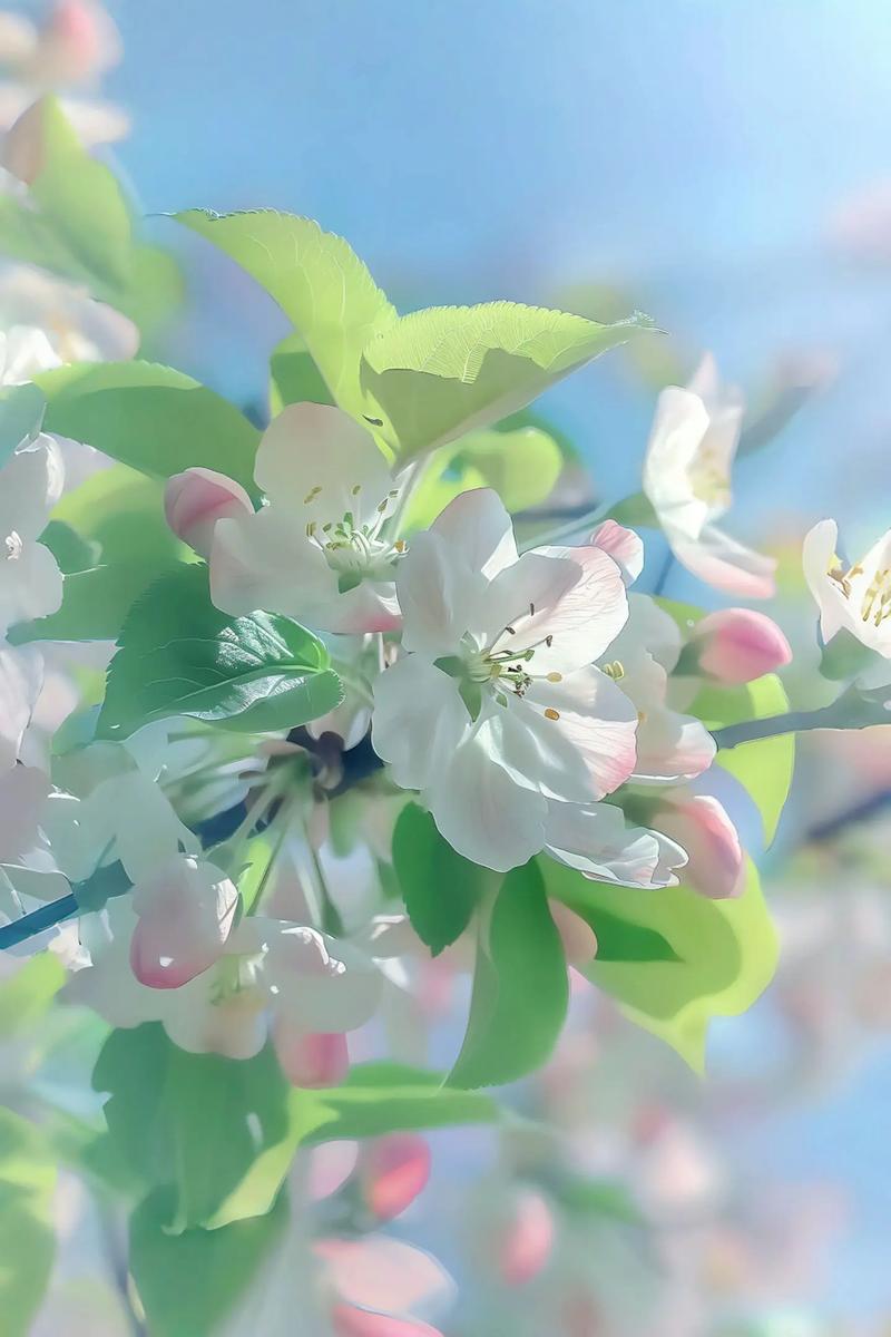 苹果手机拍植物怎么更好看？实用技巧分享