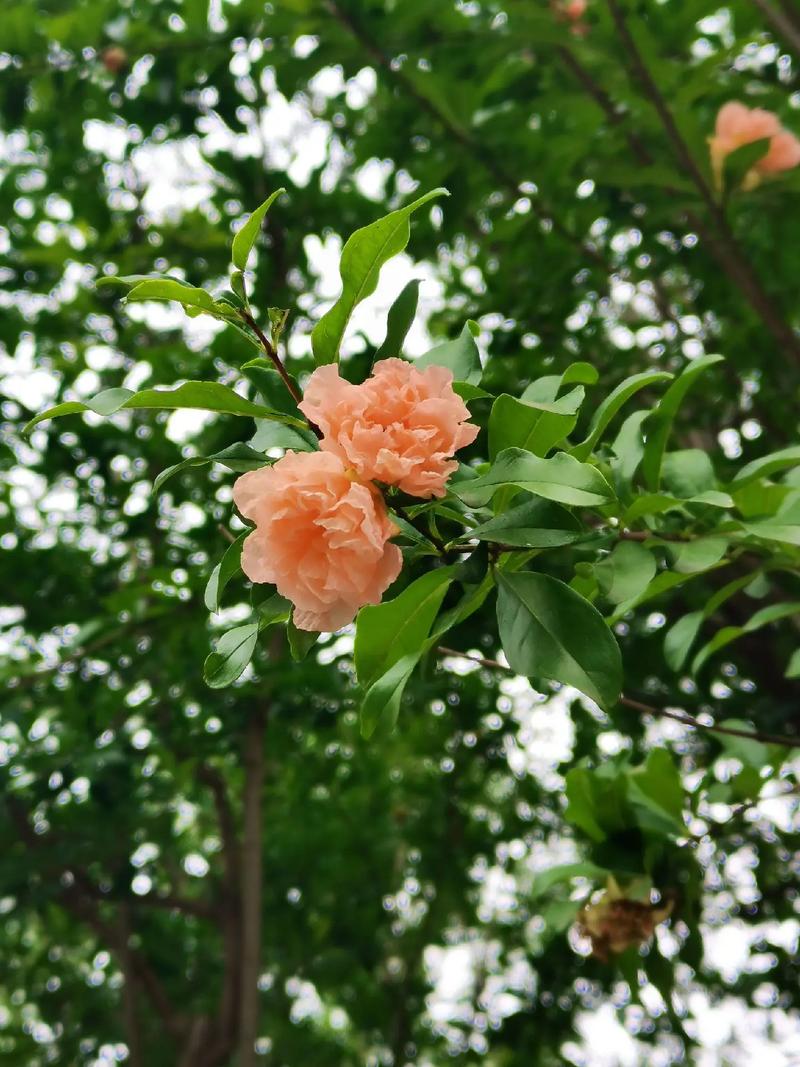 苹果手机如何拍植物好看
