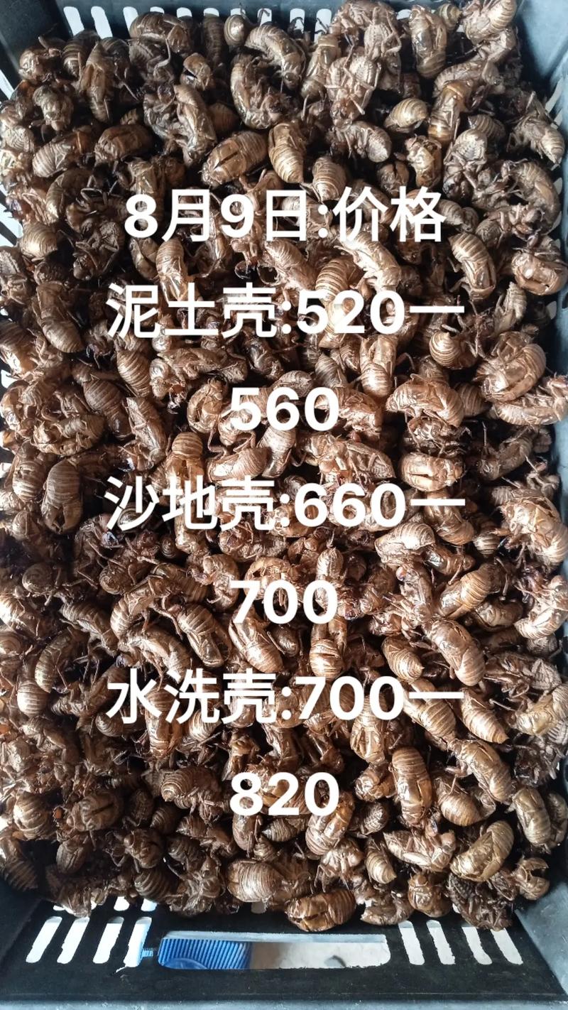 高价收购老人知了壳却被大量塞石子