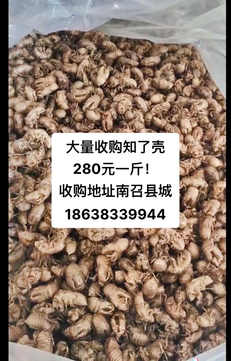 高价收购老人知了壳却被大量塞石子
