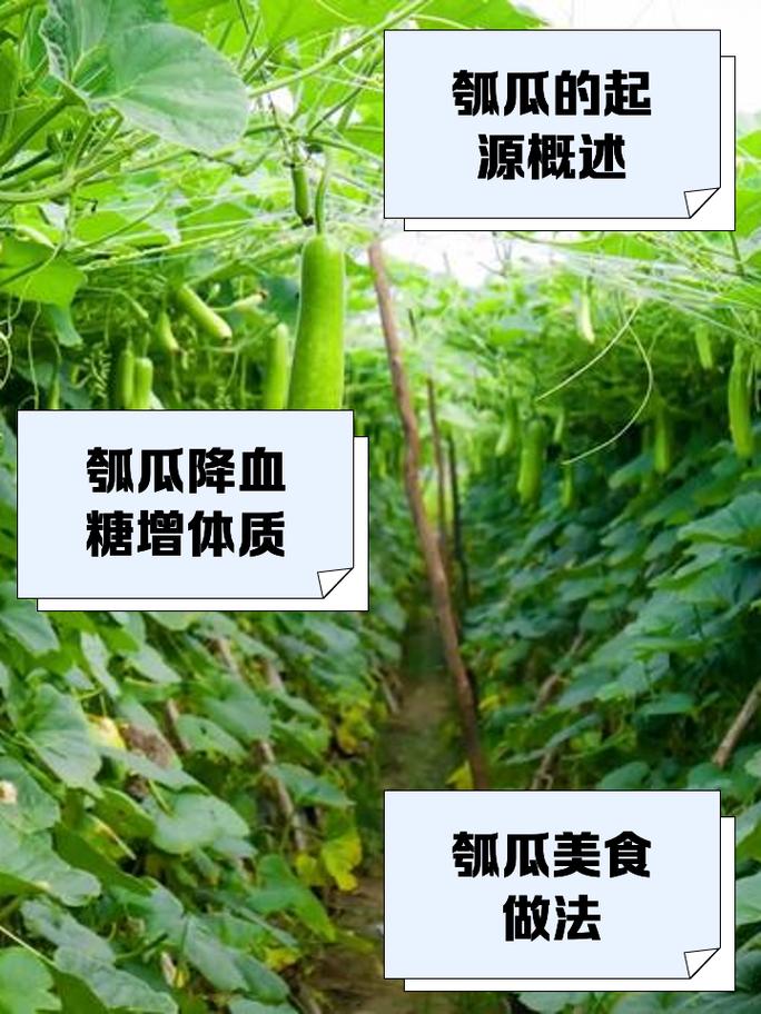 瓠瓜发苦千万别吃 有毒