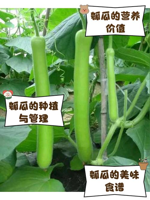 瓠瓜发苦千万别吃 有毒