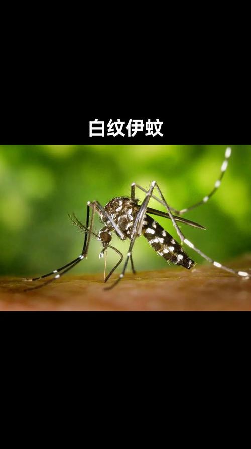 河北网友家中发现白纹伊蚊